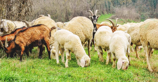 The Parable of the Sheep and the Goats