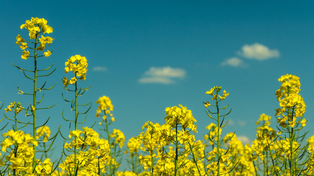 The Parable of the Mustard Seed